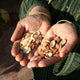 Unlocking the Secrets of Argan Oil: Nature’s Liquid Gold from Souss
